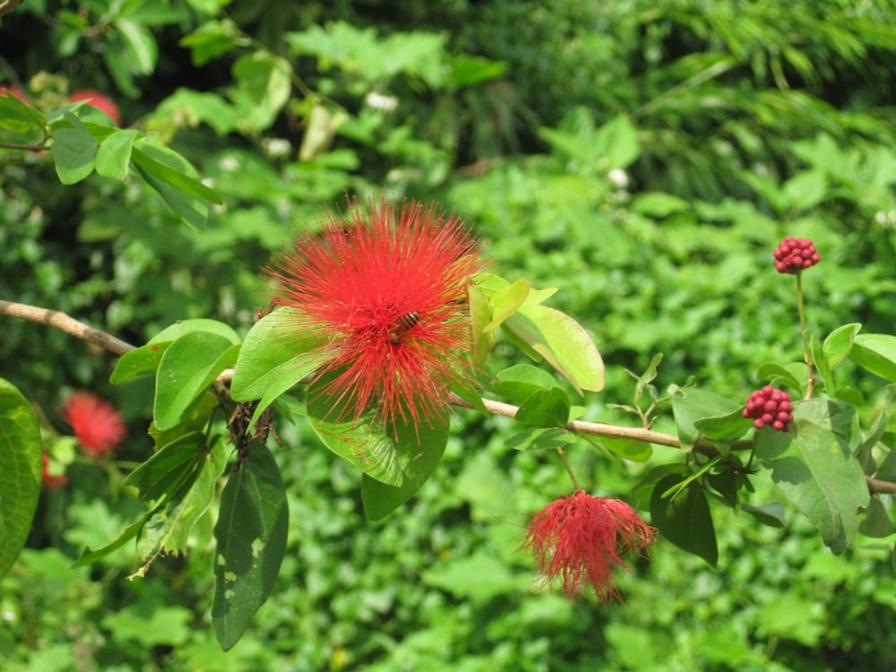 a tree with red flowers and green leaves