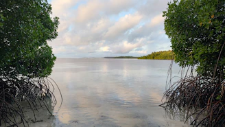 A serene African lagoon bordered by lush mangroves with local community members engaging in environmental care.