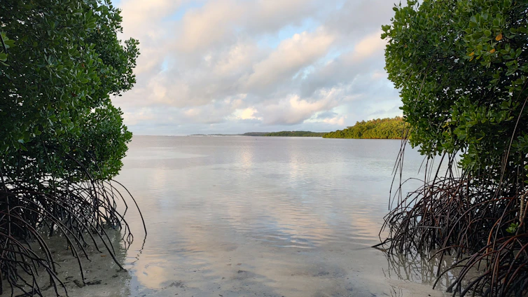A serene African lagoon bordered by lush mangroves with local community members engaging in environmental care.