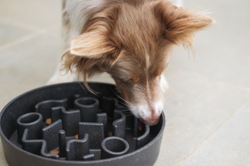 A brown and white dog with floppy ears is eating from a black slow feeder bowl. The bowl has a maze-like design to prevent the dog from eating too quickly.