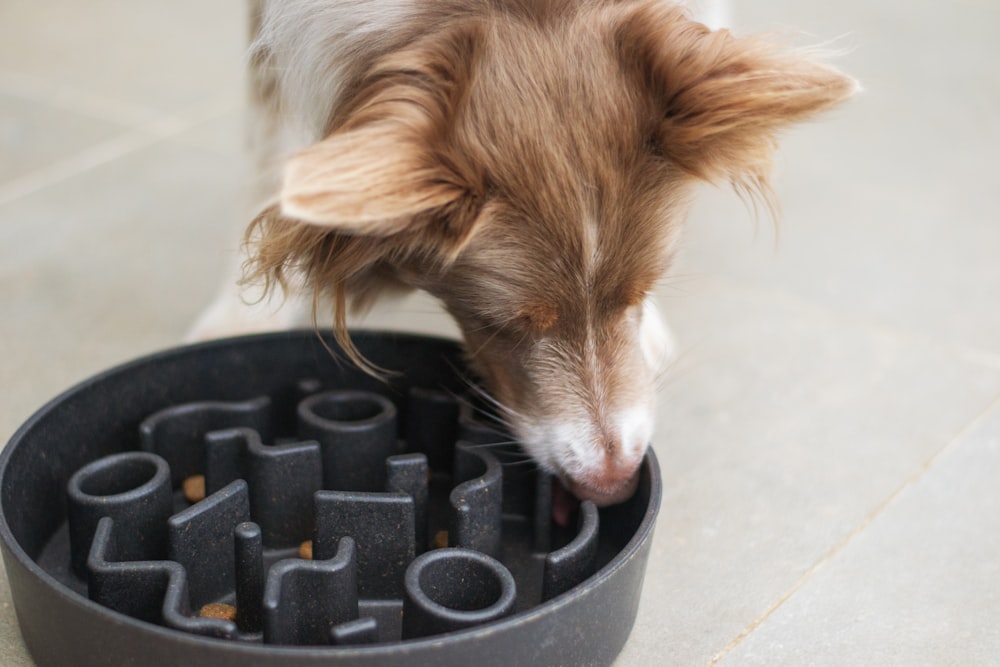 a brown and white dog eating out of a black bowl