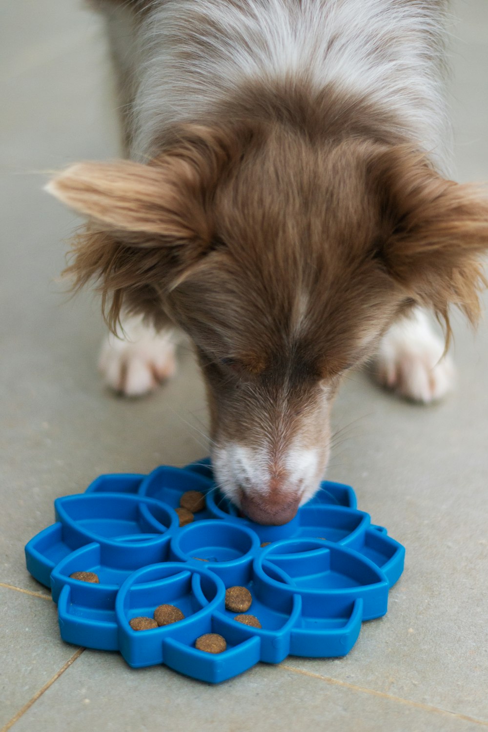 a brown and white dog playing with a blue toy