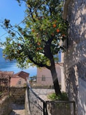 a tree with oranges growing on it next to a building