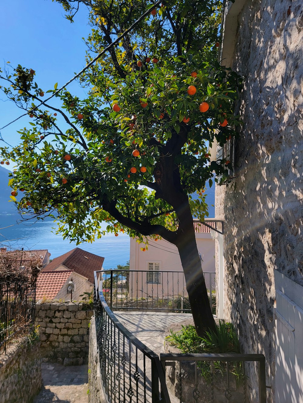un albero con arance che crescono su di esso accanto a un edificio