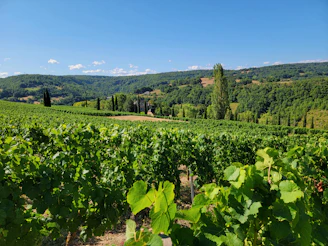 a lush green field with trees and hills in the background