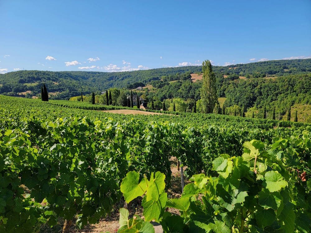 Un champ verdoyant avec des arbres et des collines en arrière-plan