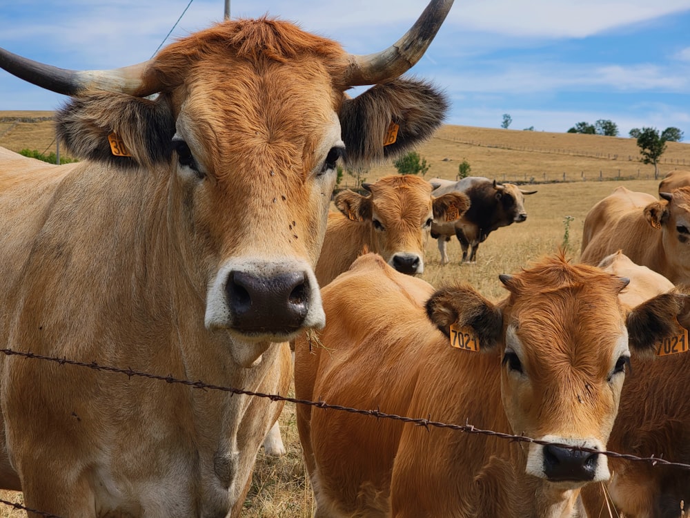 um rebanho de gado em pé em cima de um campo de grama seca