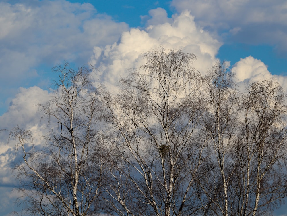 a group of trees with a sky in the background