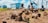 A close-up view of several handmade clay sculptures resembling animals placed on the ground, with a blurred background showing four children in hoodies sitting on grass near blue tents. The setting appears informal and outdoor, suggesting a community or camp environment.