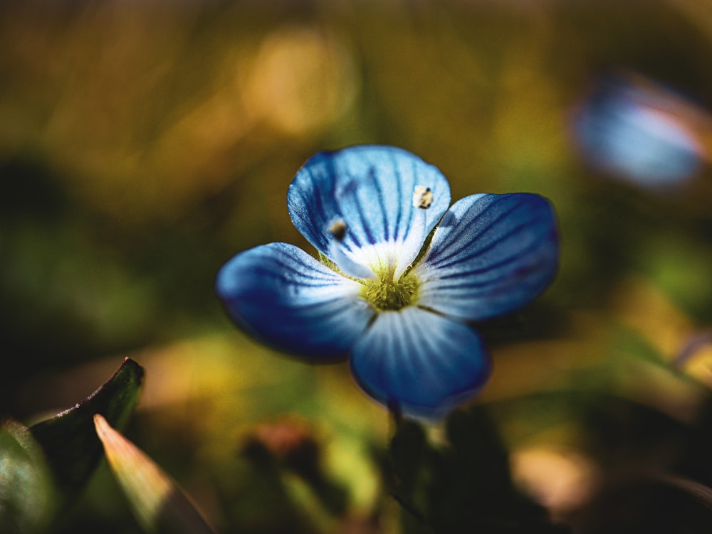uma pequena flor azul com um centro branco