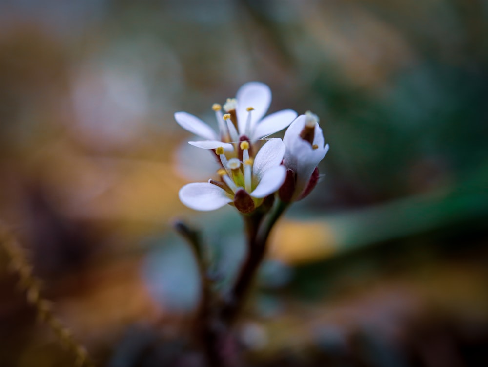un primo piano di un piccolo fiore bianco