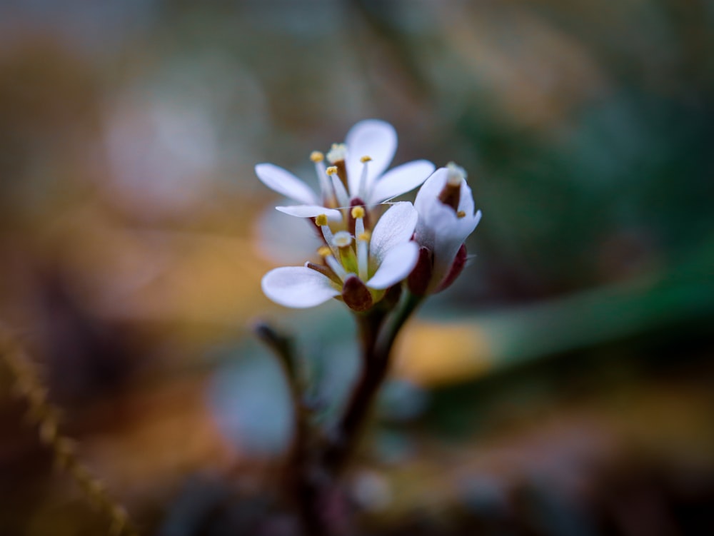 a close up of a small white flower