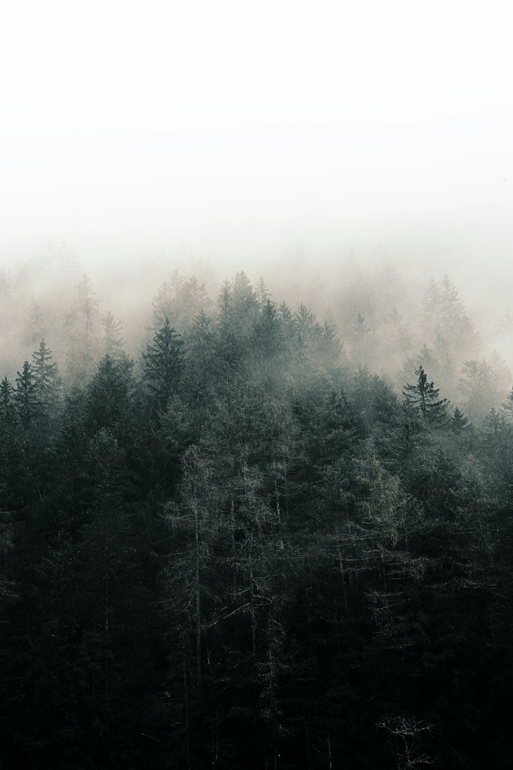 a black and white photo of a forest