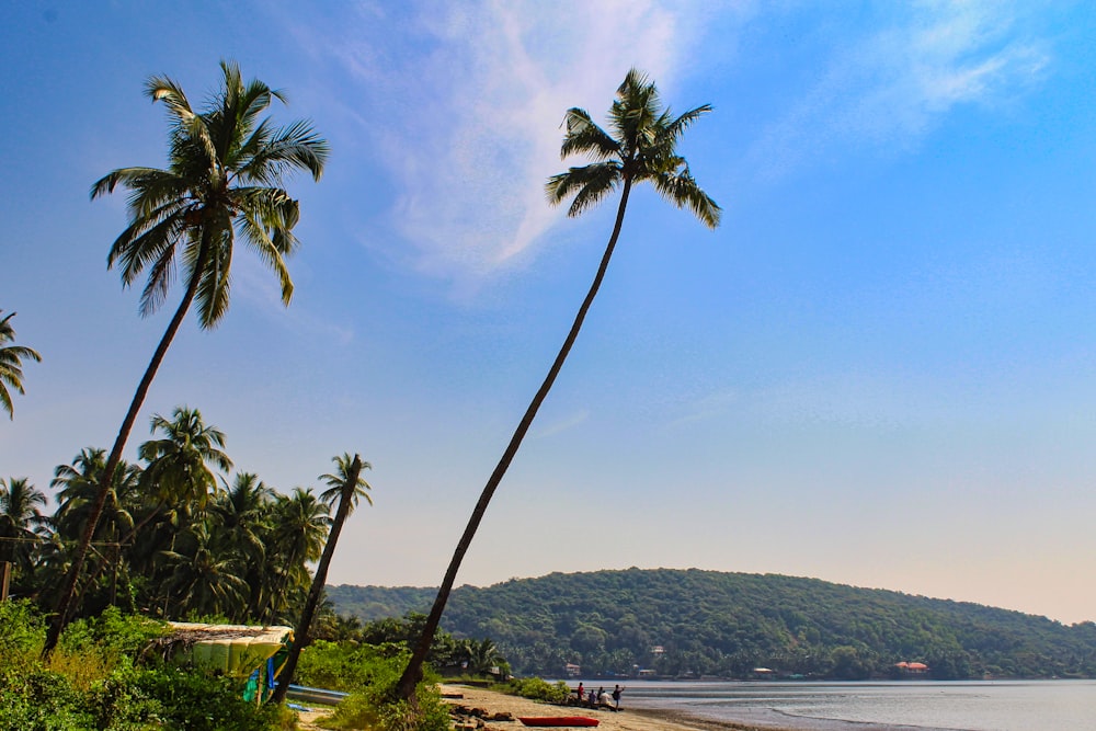 a beach with palm trees and boats on the shore