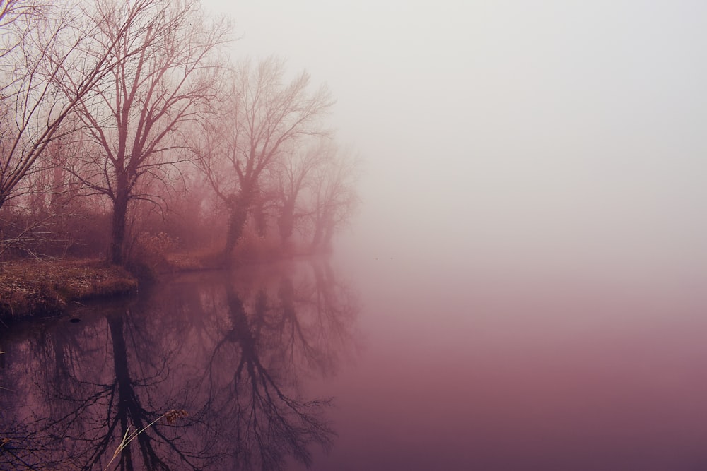 a body of water surrounded by trees in the fog
