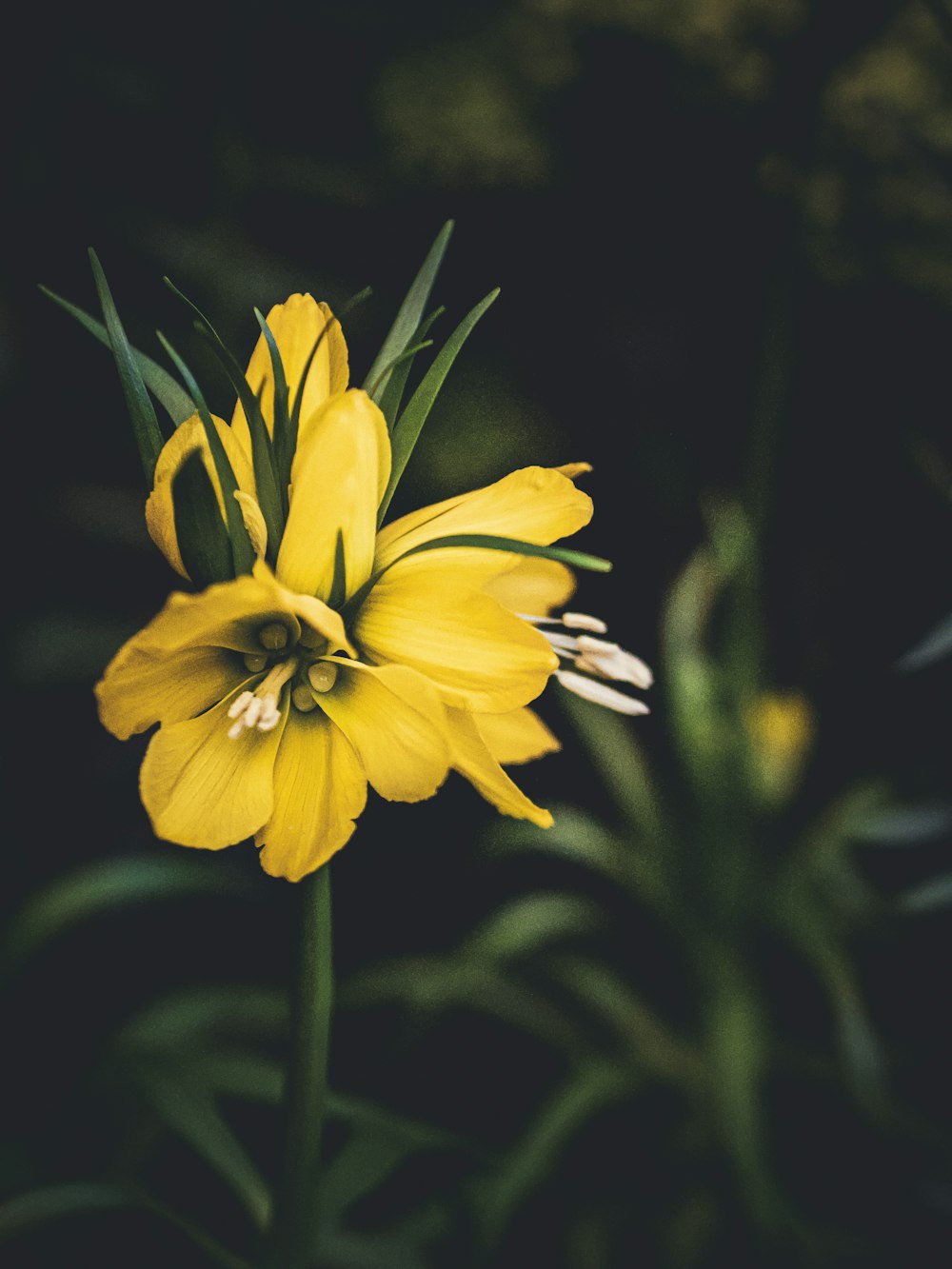 um close up de uma flor amarela com folhas verdes