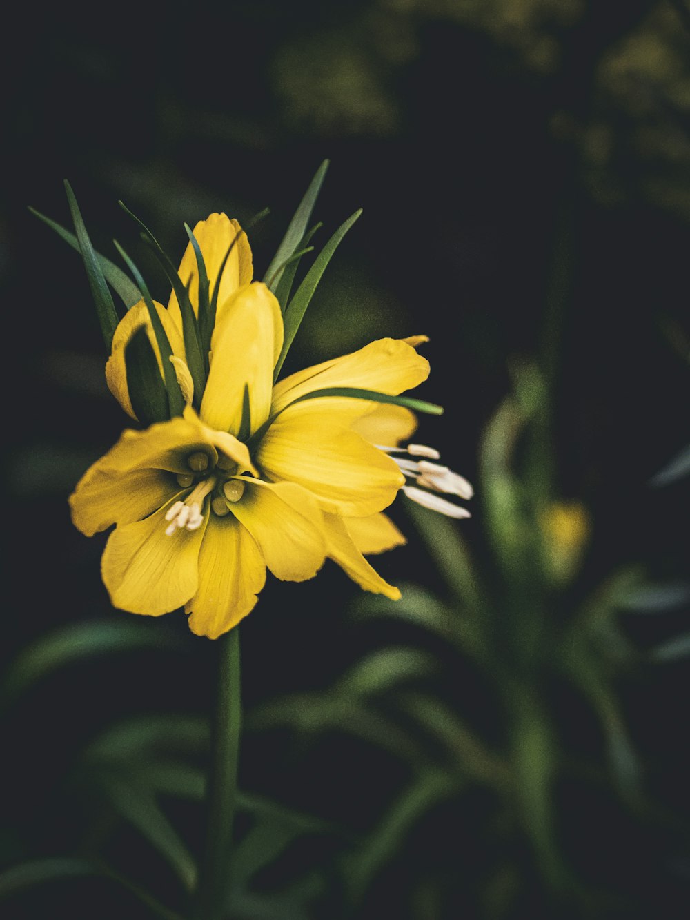 Un primer plano de una flor amarilla con hojas verdes