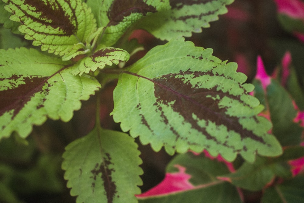 a close up of a green leaf on a plant