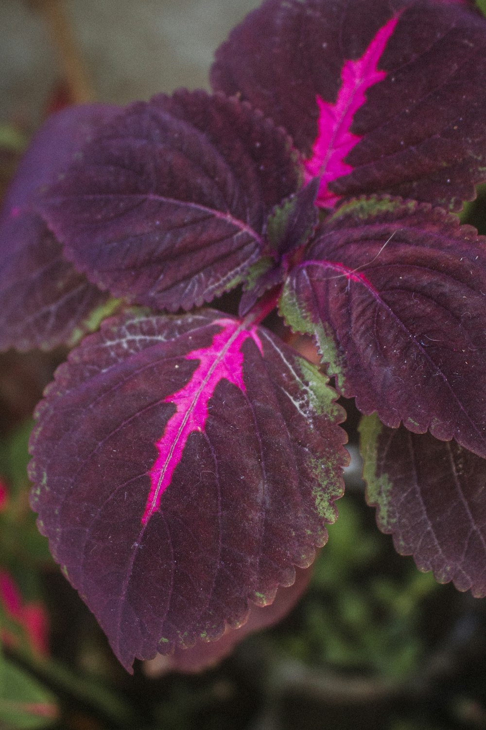 a close up of a purple plant with green leaves