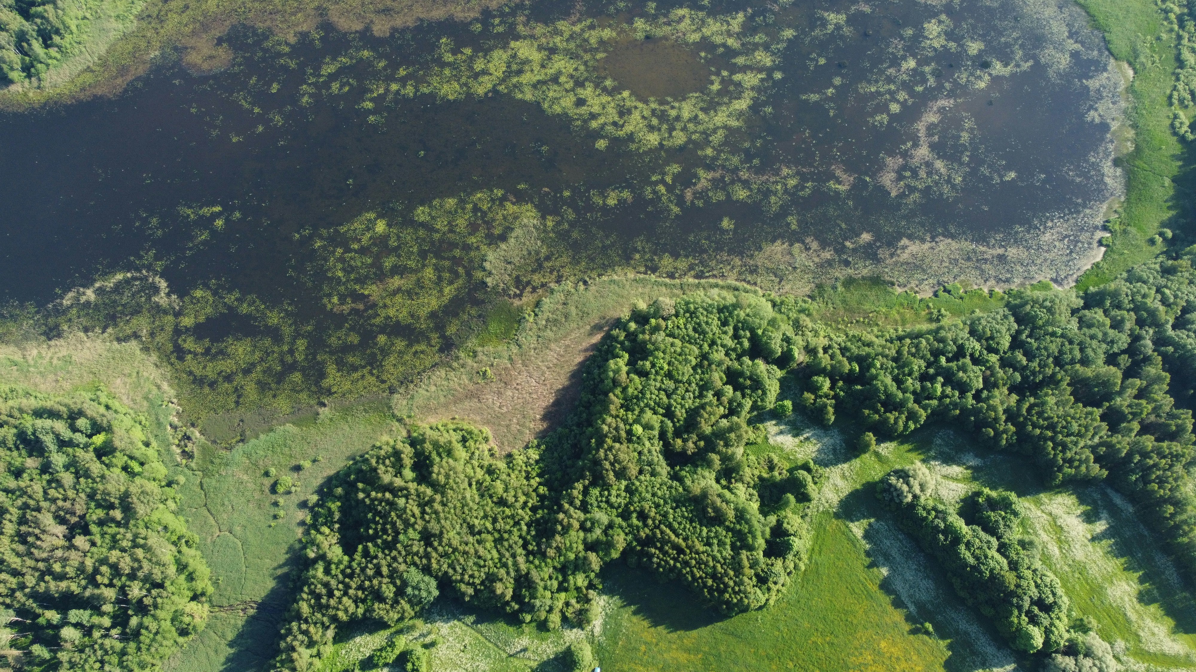 an aerial view of a lush green forest