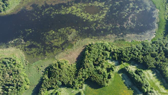 an aerial view of a lush green forest