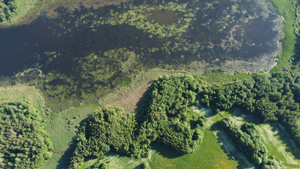 an aerial view of a lush green forest