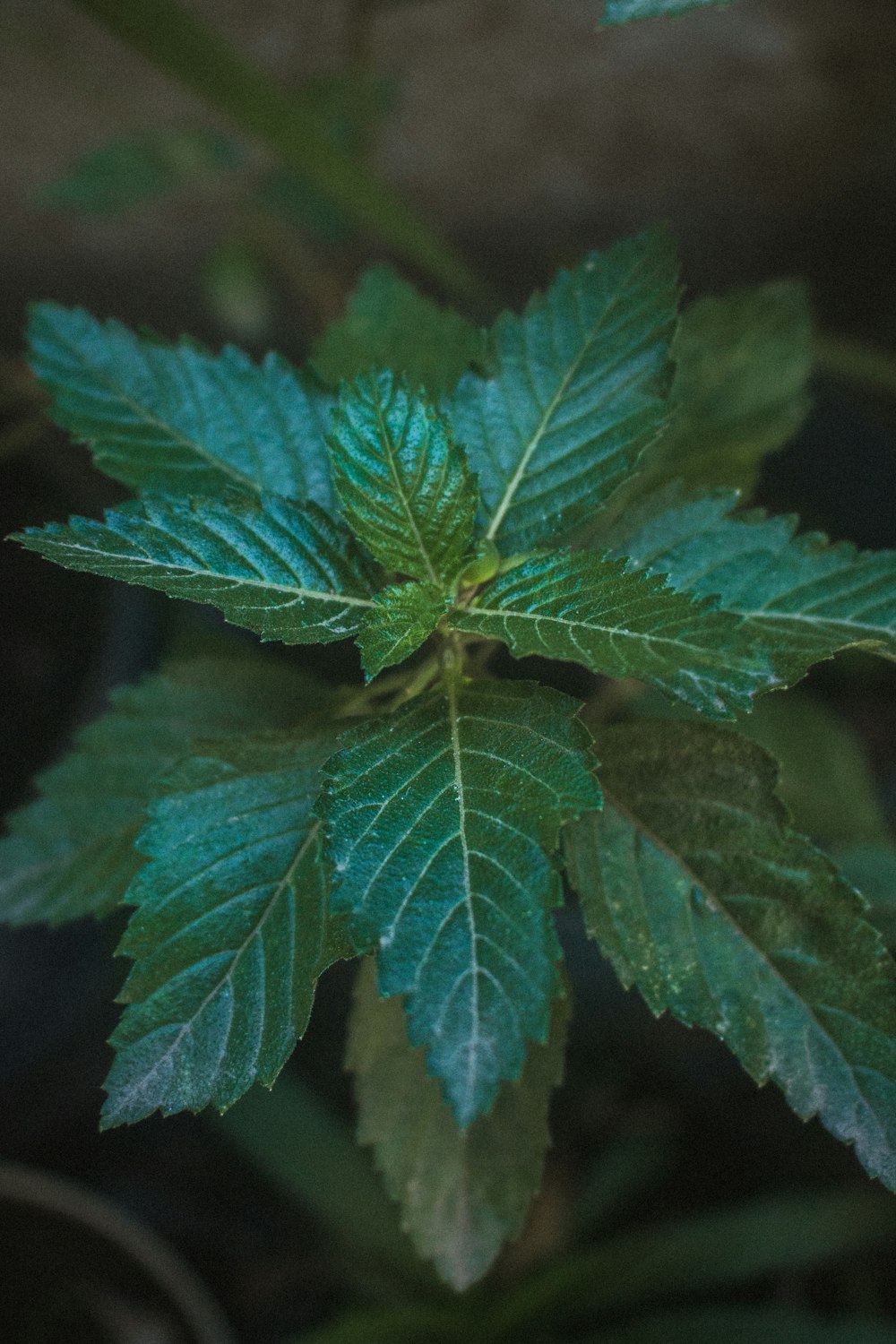 a close up of a green leaf on a plant