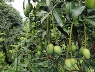 Clusters of green mangoes hang from branches with lush green leaves. The background features more mango trees and dense foliage, creating a vibrant and tropical atmosphere.