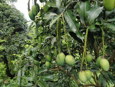 Bunches of vibrant mangoes hanging from lush green trees under a sunny sky.