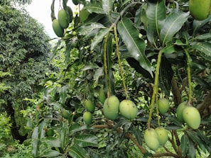 Lush green mango orchards in full bloom in Ratnagiri district.