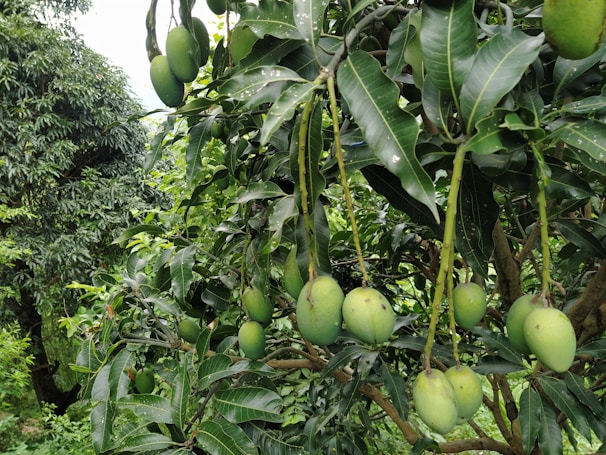 Clusters of green mangoes hang from branches with lush green leaves. The background features more mango trees and dense foliage, creating a vibrant and tropical atmosphere.