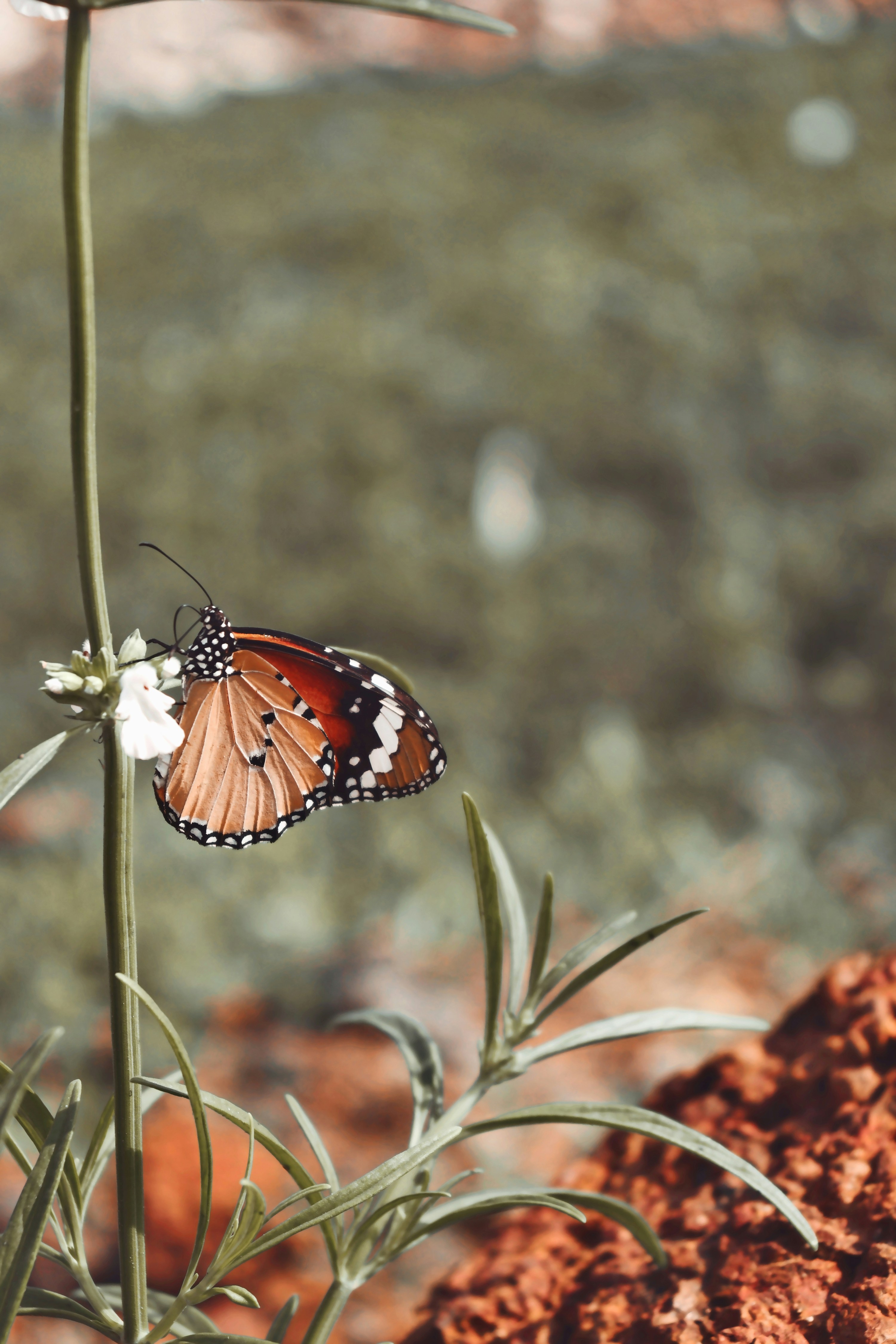 A butterfly sitting on top of a flower photo Free Ambattur Image on