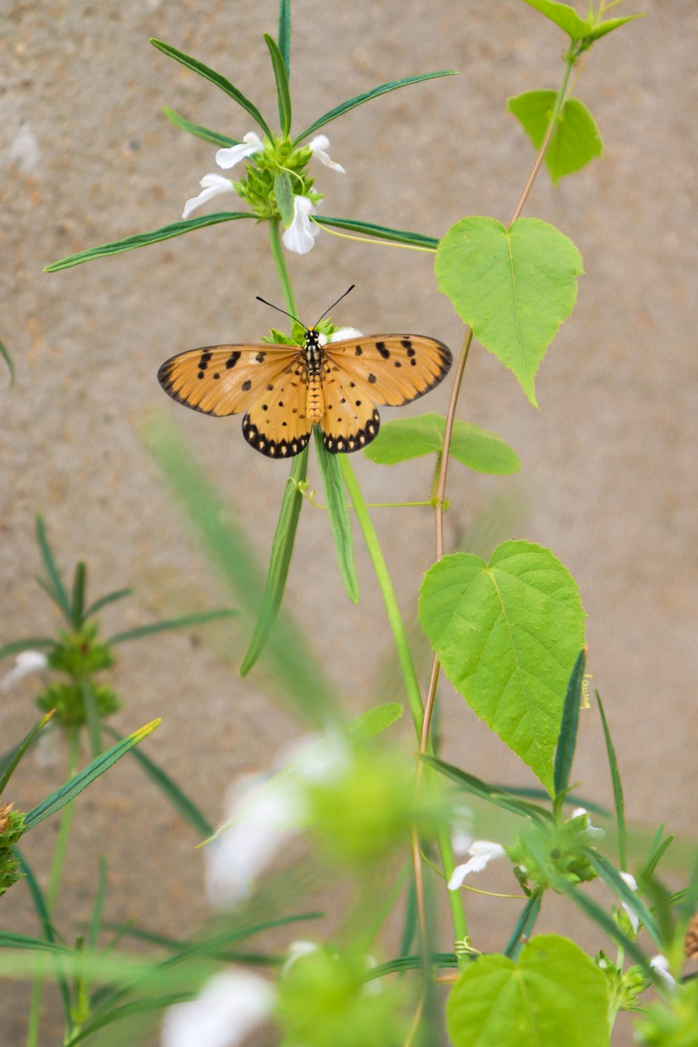 a butterfly sitting on top of a green plant