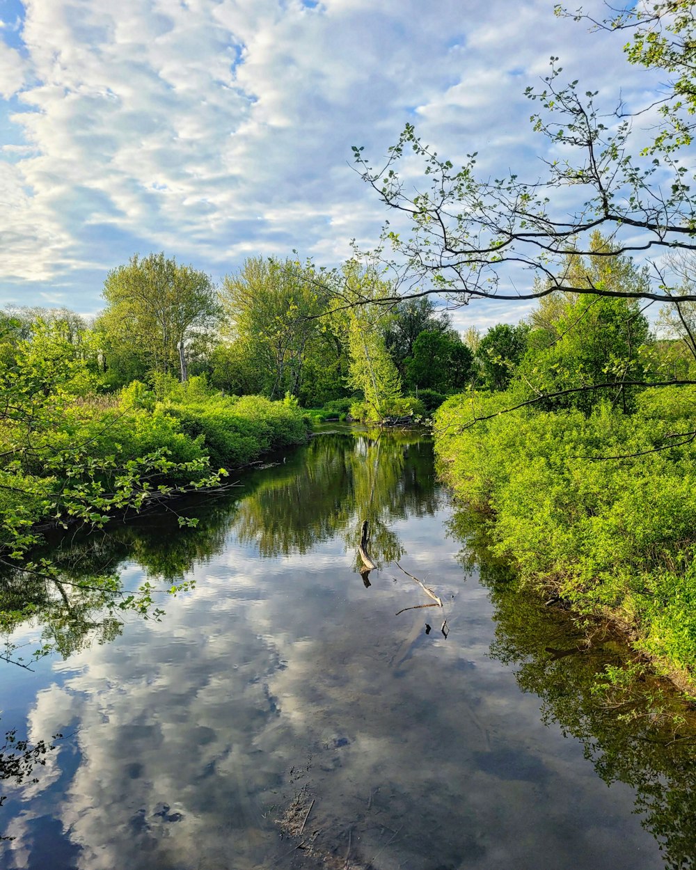 a river running through a lush green forest