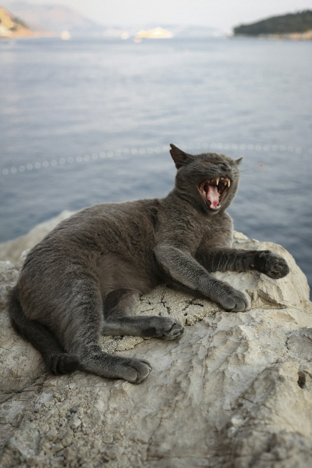 灰色の猫が岩の上に座ってあくびをする