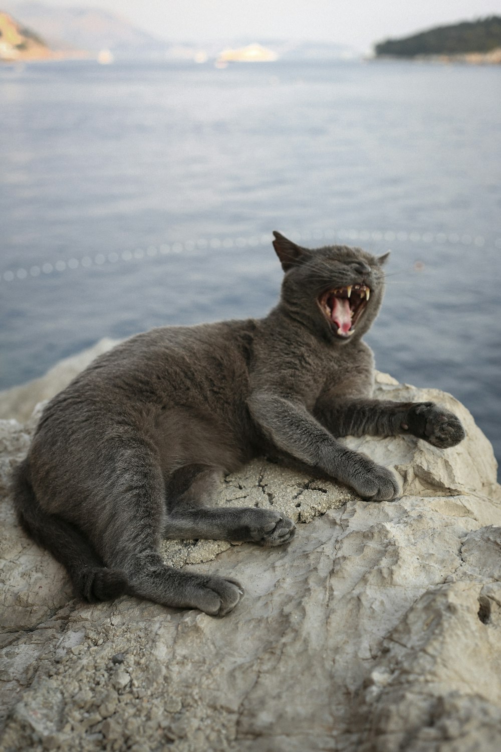 a gray cat yawns while sitting on a rock