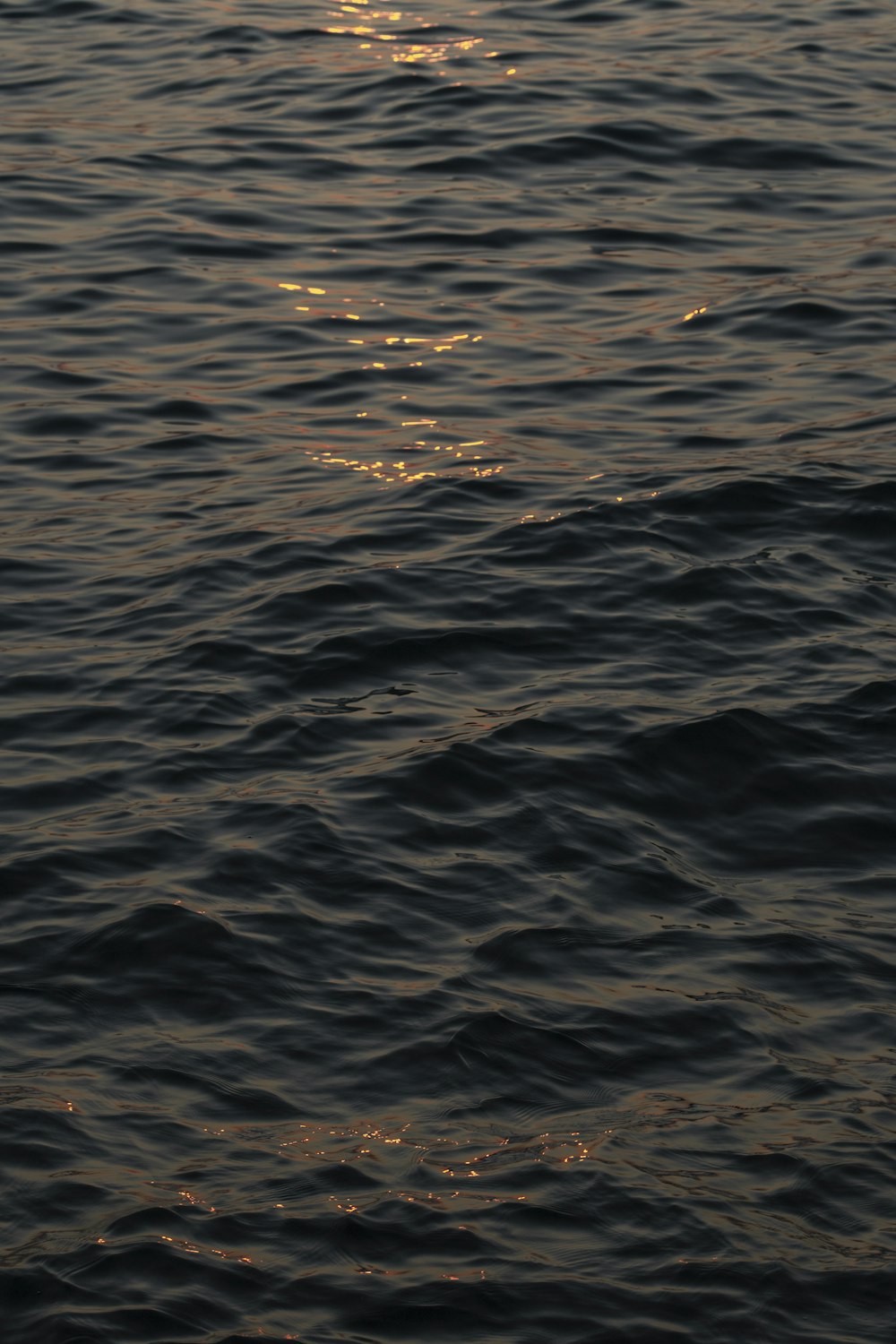 a bird flying over a body of water