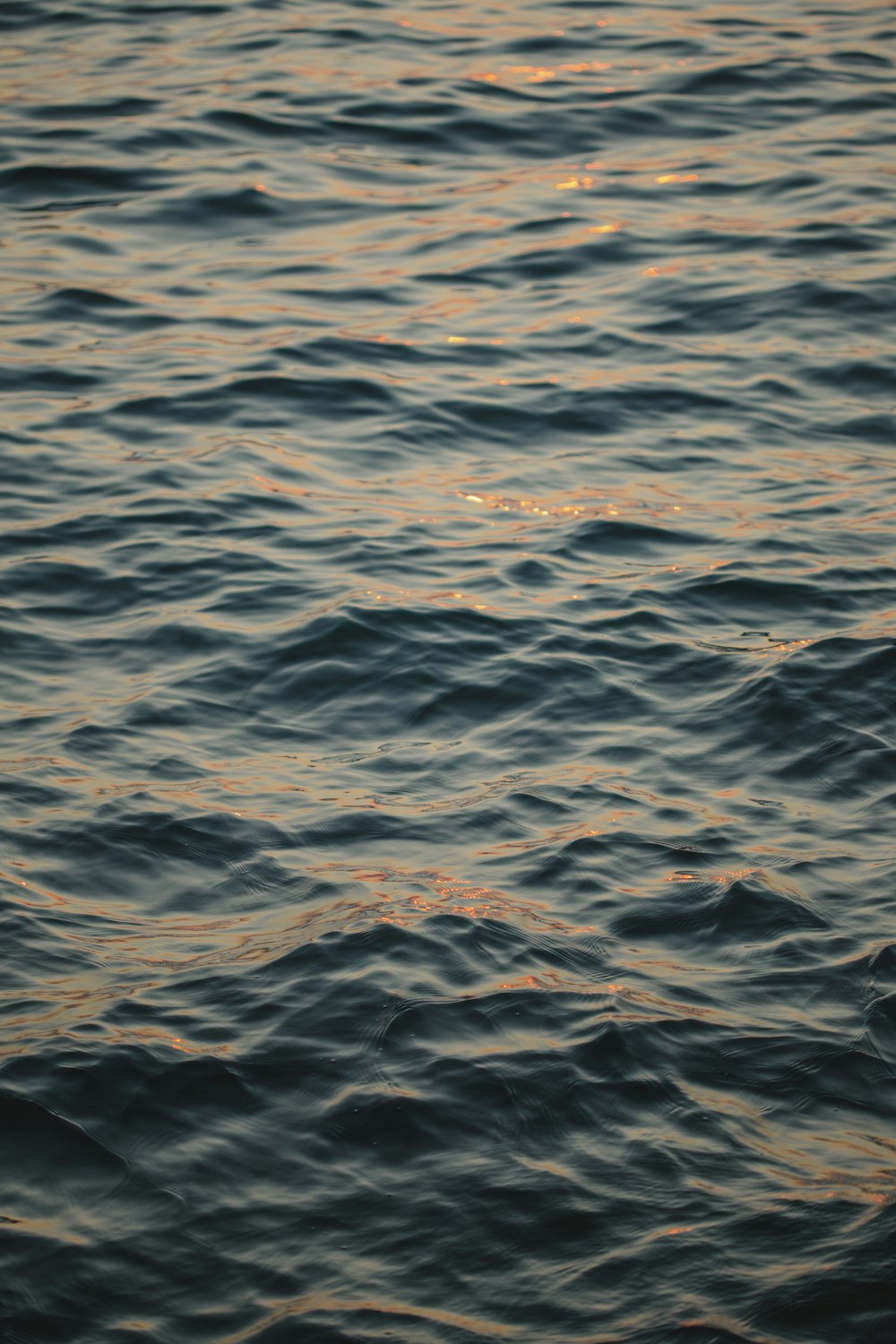 a bird flying over a body of water