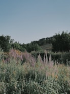 A stunning landscape featuring native plants.