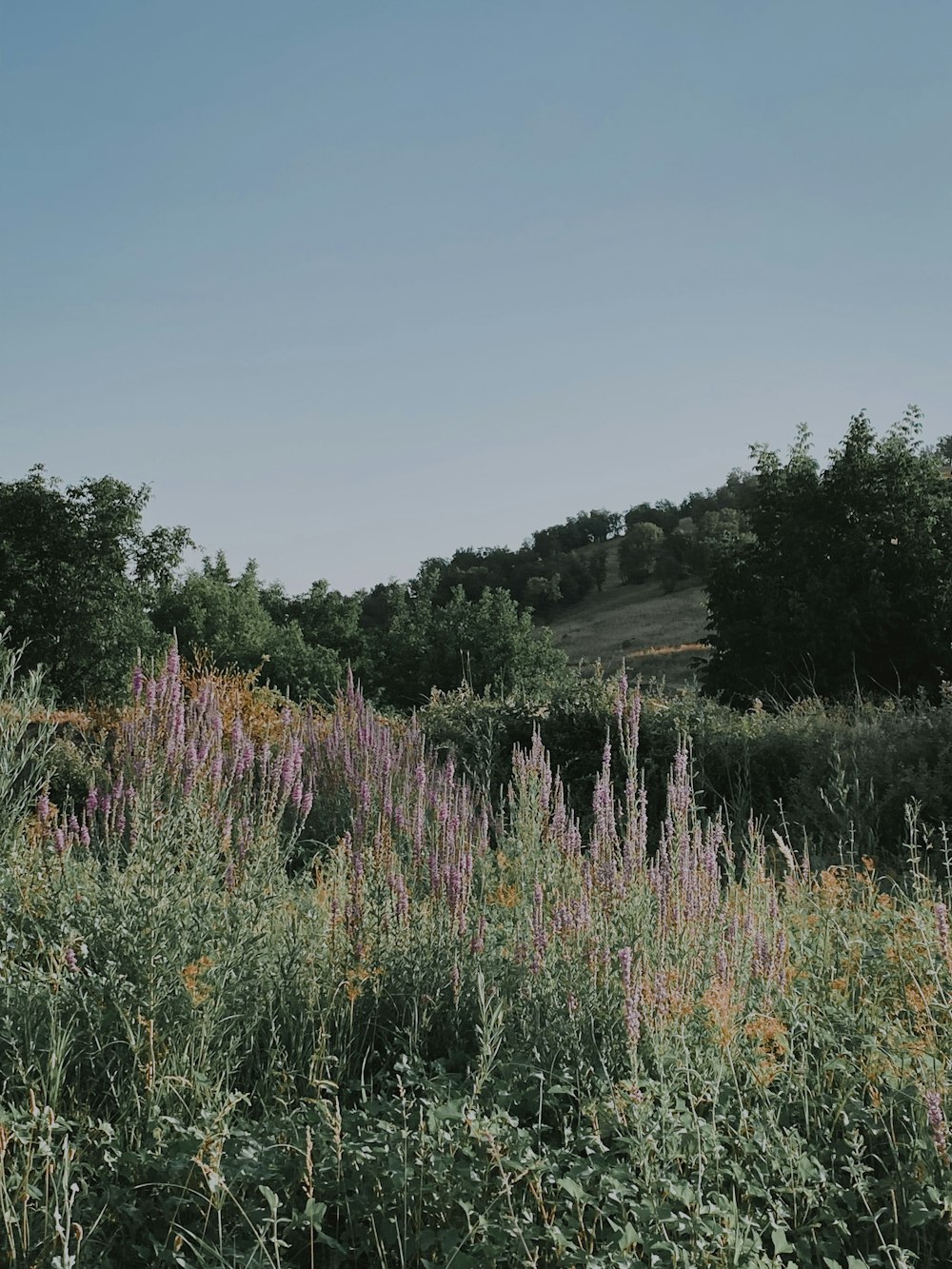 a field of flowers and trees with a hill in the background