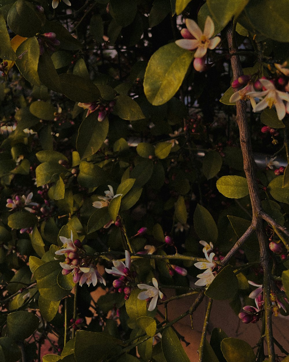 a bunch of flowers that are on a tree