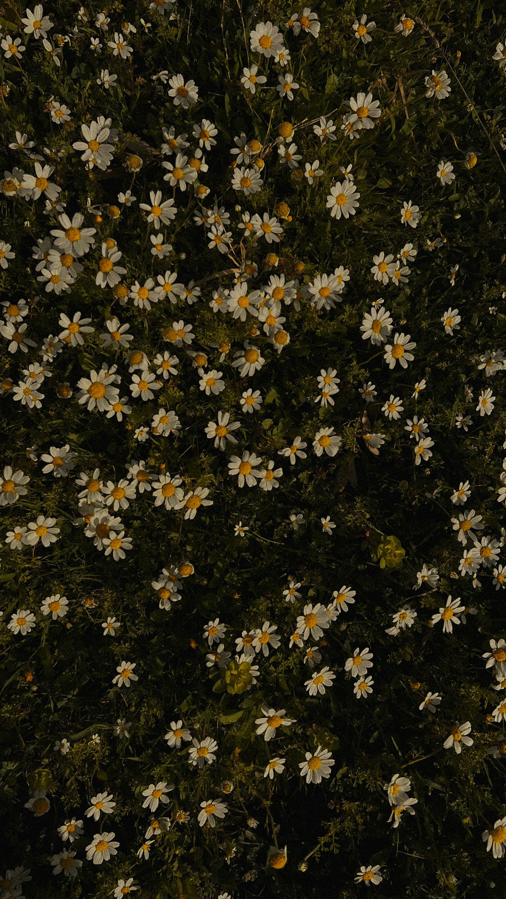 a bunch of daisies are growing in a field
