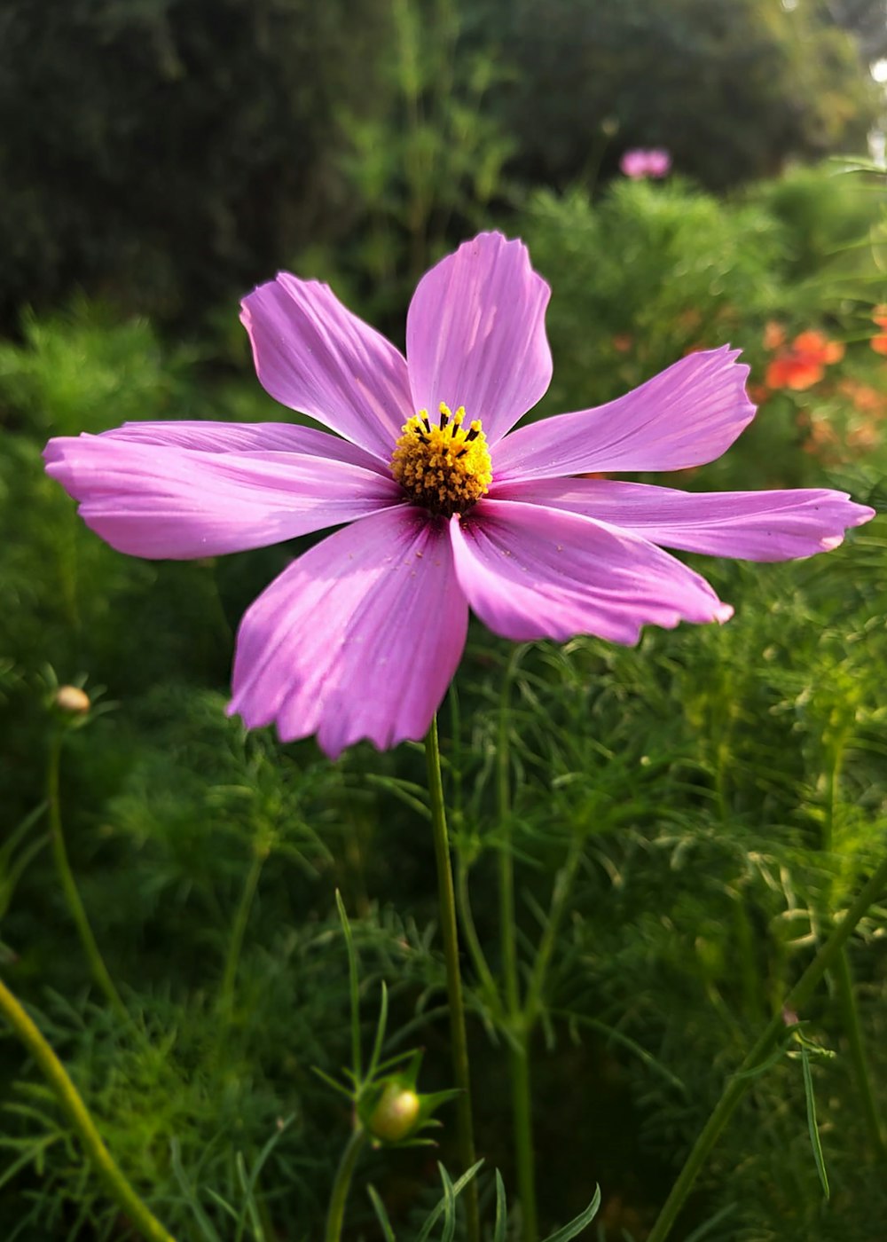 a purple flower with a yellow center in a field