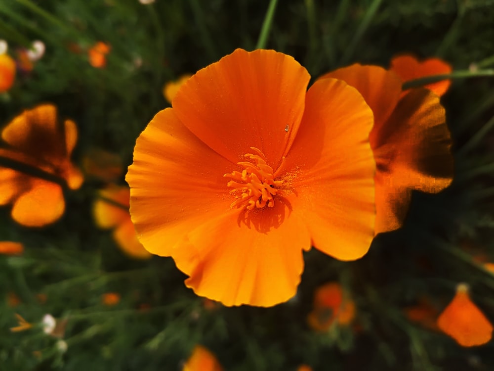 a close up of a bright orange flower