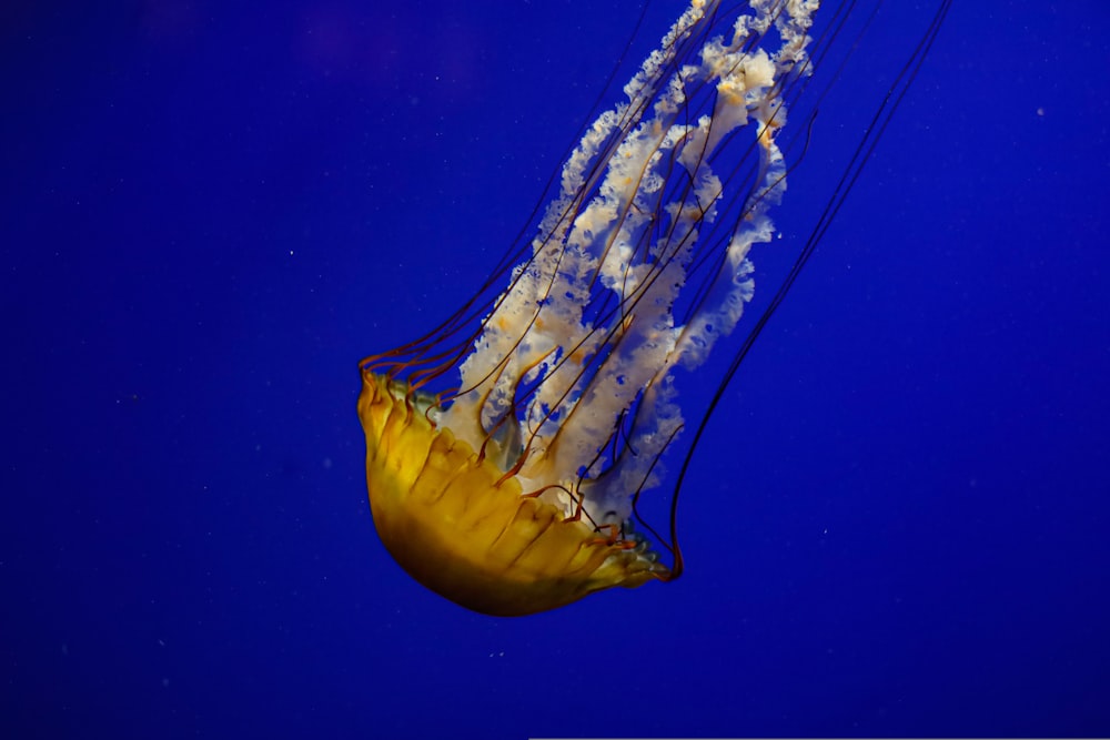 a yellow and white jellyfish floating in the water