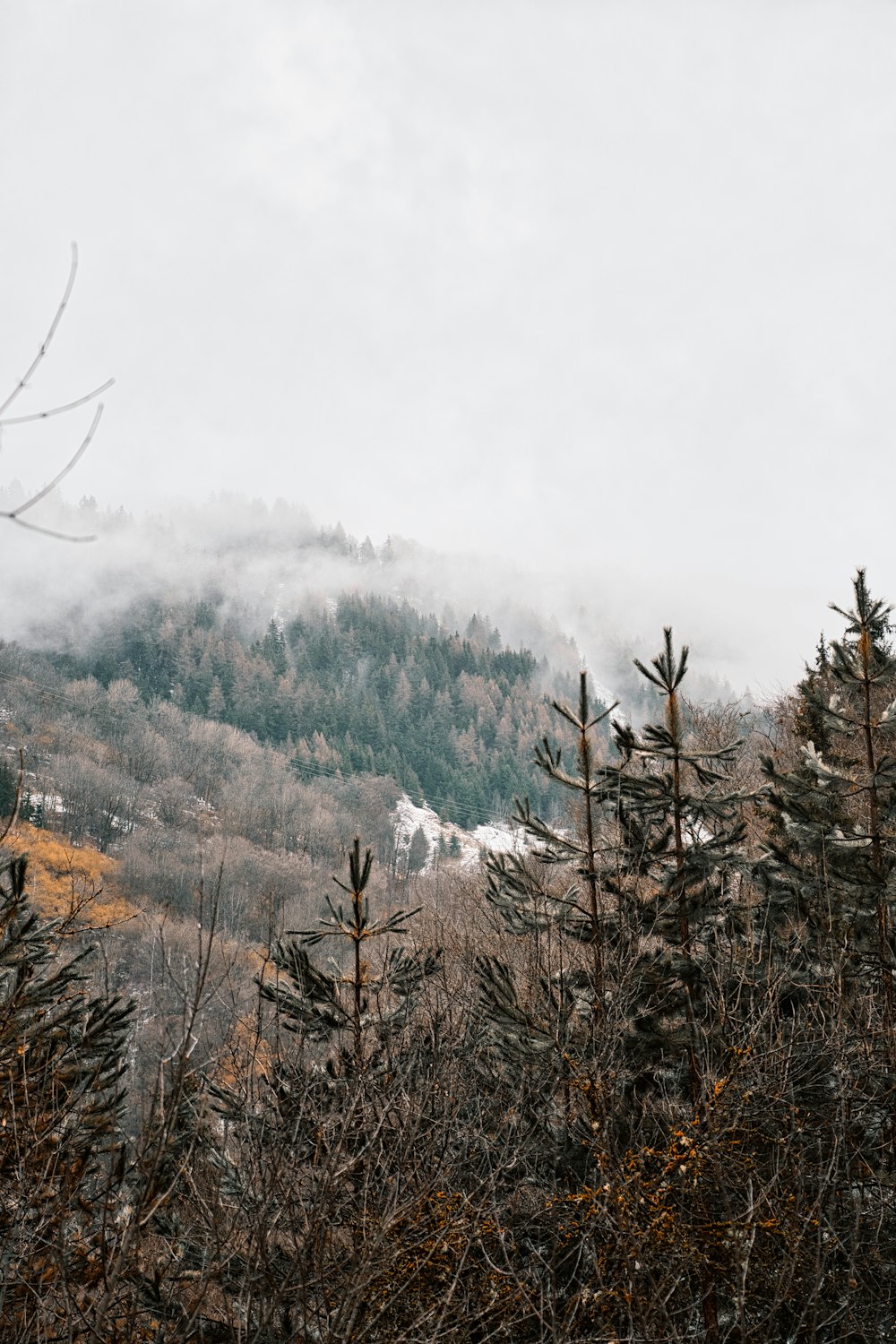 a view of a mountain with trees in the foreground