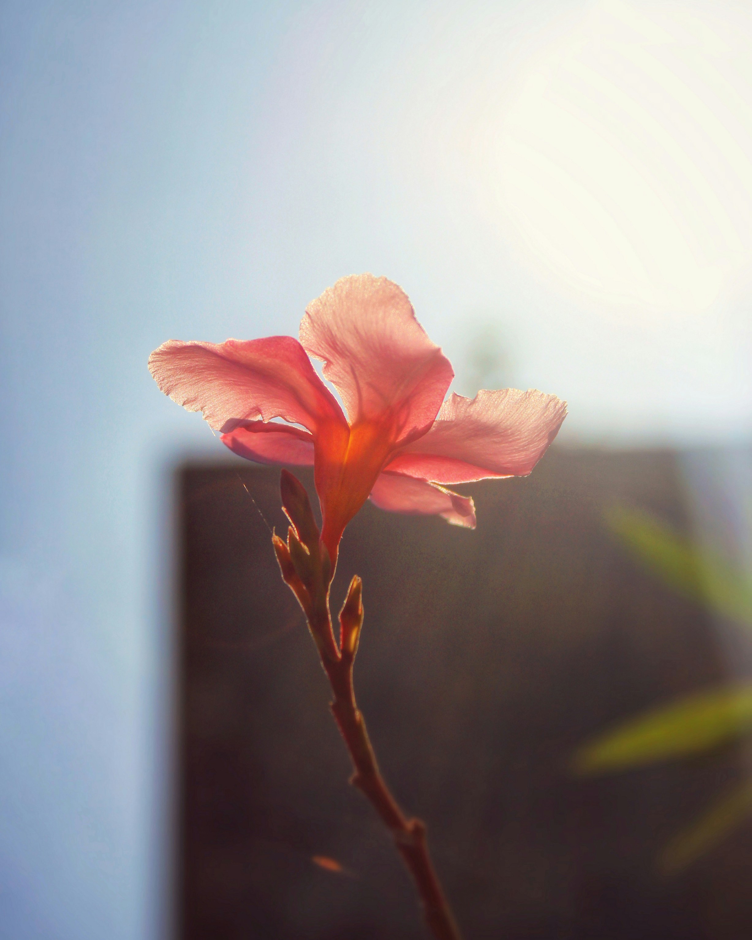 a pink flower with a blue sky in the background