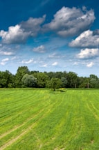 A lush green Bahia grass field under a bright blue sky with a pathway inviting visitors.
