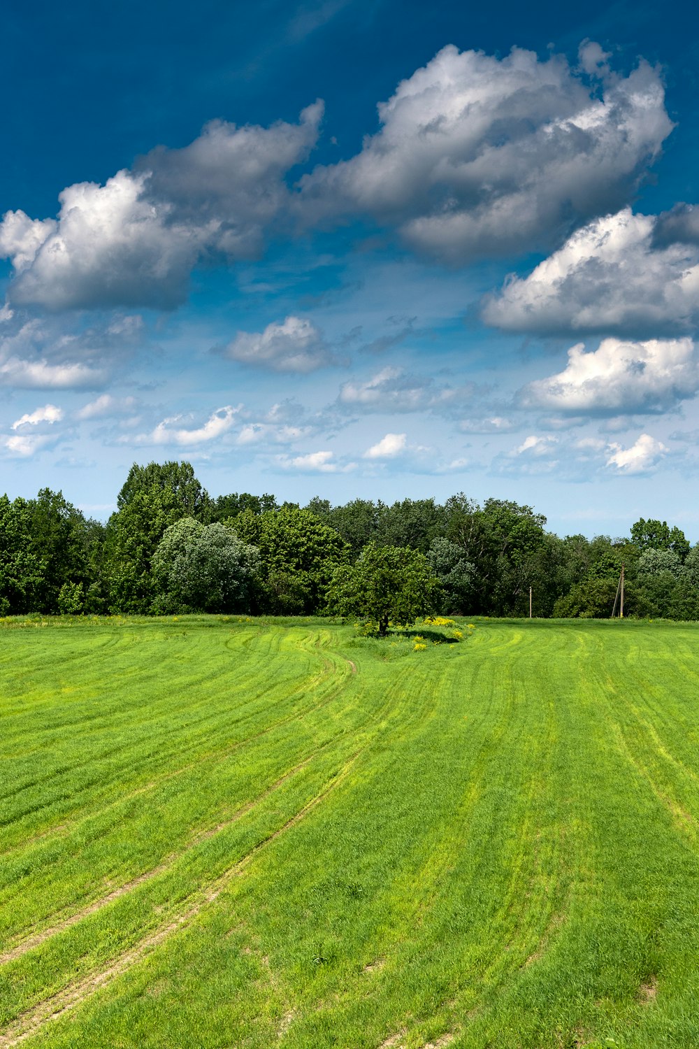 a large field of green grass with trees in the background