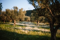 Rows of olive trees stand in a sunlit grove, with dappled shade creating patterns on the ground covered in grass and wildflowers. The trees' silvery green leaves and gnarled trunks add texture to the serene landscape. Hills rise in the background under a clear blue sky.